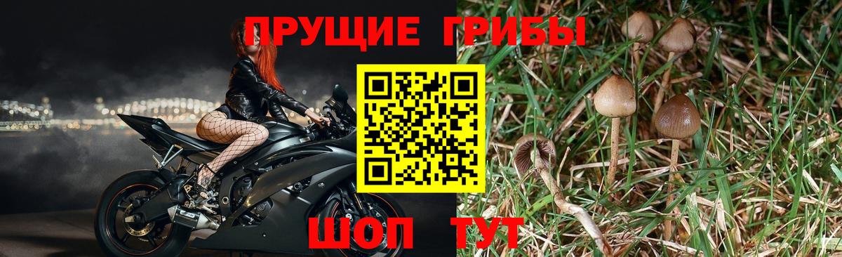 Галлюциногенные грибы GOLDEN TEACHER  Псилоцибиновые грибы Psilocybine cubensis  Курчалой  Вход с VPN 